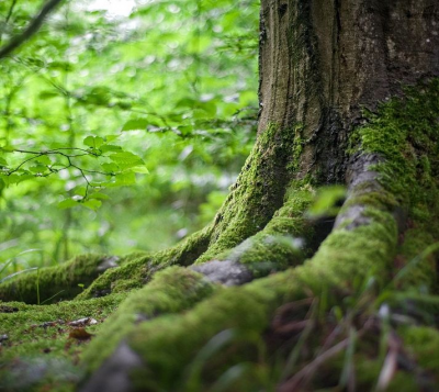 The Most Common Tree Diseases